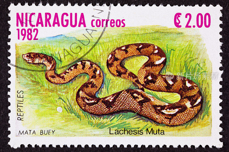 取消尼加拉瓜邮票大毒蛇毒蛇皮特蝰蛇Lachesis Muta